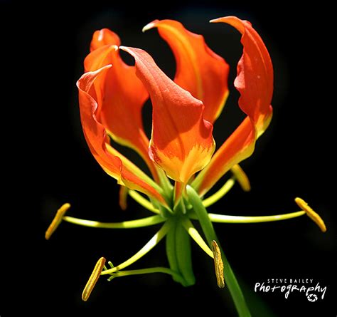 Flame Lily By Stevebailey On Youpic