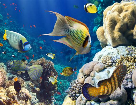 animals fish coral underwater Wallpapers HD / Desktop and Mobile Backgrounds
