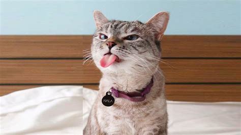Funny Moment Of Grumpy Cat Compilation Top Cat Video