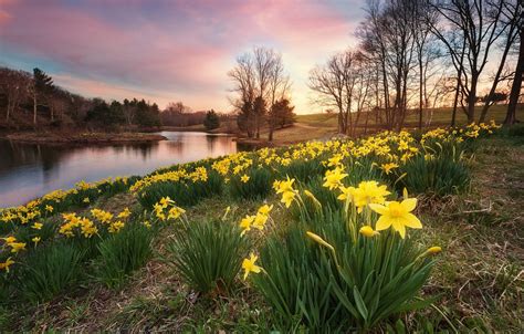 Wallpaper Lake Park Spring Daffodils Images For Desktop Section