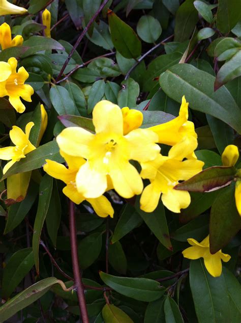 Beautiful Yellow Jasmine Fragrant Vine Hardy Zone 7 Climber Full To