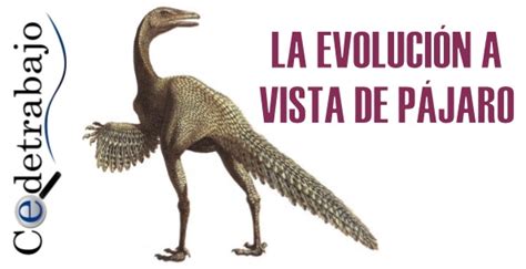 La EvoluciÓn A Vista De PÁjaro