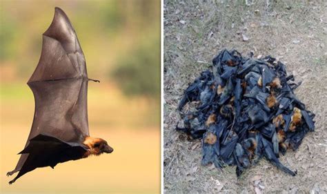 Australia Heatwave Seeing Bats Boil Flying Foxes Fall From Sky Science News Uk