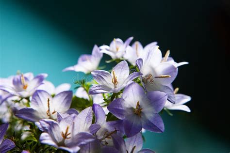 White And Purple Bell Flower Beautiful Spring Background With