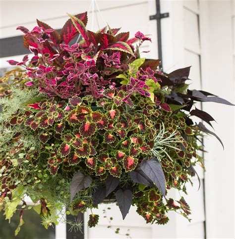 Hanging baskets add immense curb appeal and color to your porch. The Best Way to Water & Feed your Hanging Baskets ...