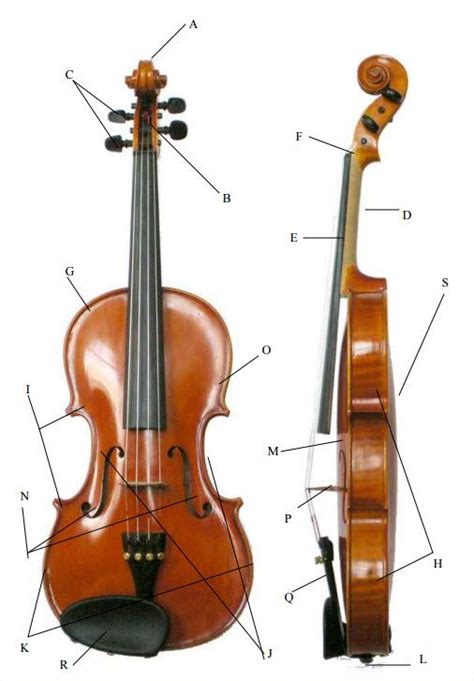The Anatomy of a Violin | Violin, Violin music, Learn violin