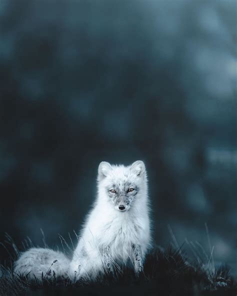 Arctic Fox Eyebleach