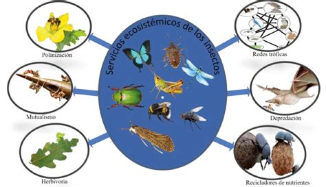 Importancia De Los Insectos En El Bosque Protagonistas Y Amenazas