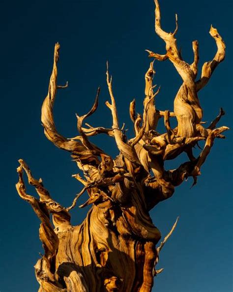 Bristlecone Pine Tree Stock Photos Pictures And Royalty Free Images Istock