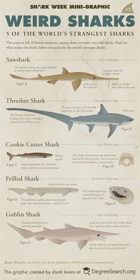 Weird Sharks For Shark Week Infographic Alltop Viral