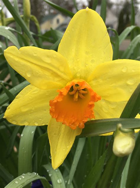 Dazzling Daffodils - Spring Sunlight in a Flower | Matthaei Botanical ...