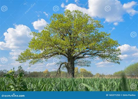 Spring Meadow With Big Oak Tree With Fresh Green Leaves Stock Image