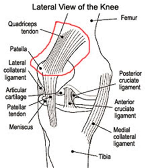 Foot anatomy diagram, foot joint diagram, foot sprain diagram, foot tendons and ligaments pain, leg tendon diagram. The Running Writer : 2:45 Marathon Quest : Quadriceps Tendonitis