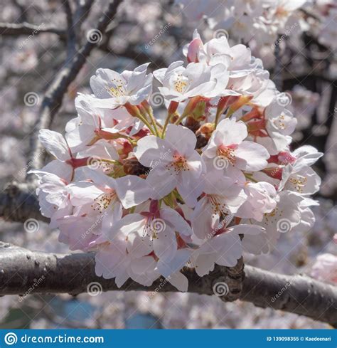 Meguro Sakura Cherry Blossom Festival Stock Image Image Of