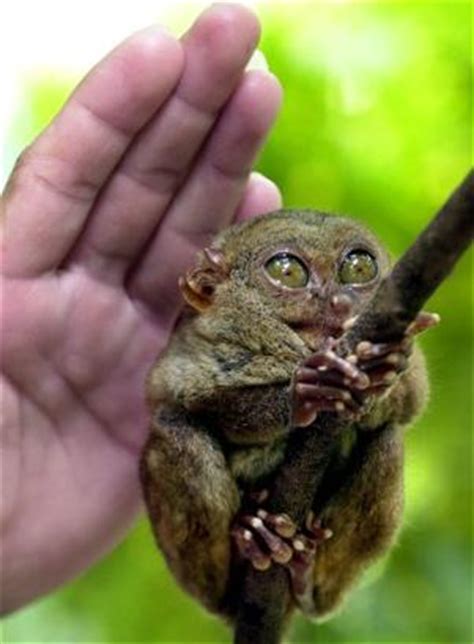 tarsier cute  tiny