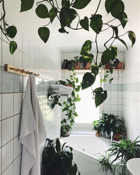 Plants To Hang In Shower Plants Bn