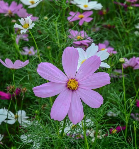 Purple Cosmos Flower Blooming At Garden Stock Image Image Of Pink