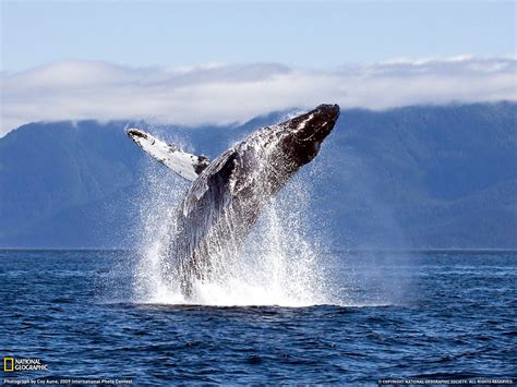 Download Breaching Animal Whale Wallpaper By Dusty Jones