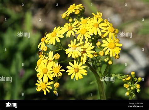 Beautiful Yellow Indiana Wild Flowers Stock Photo Alamy