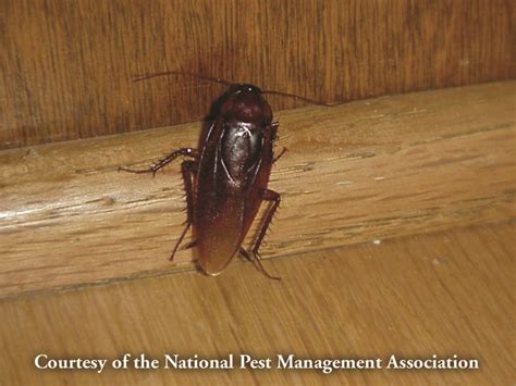 cockroaches can cause increased asthma and allergy symptoms pestworld