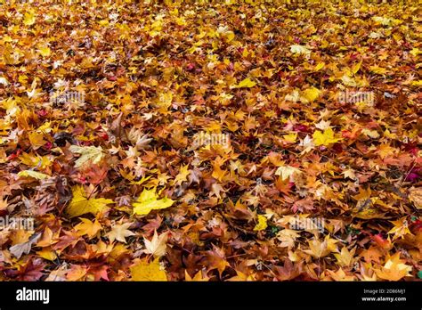Piles Of Colorful Autumn Fall Leaves On The Ground In A Forest Stock