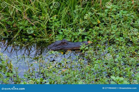 Wild American Alligator In A Swamp In The Louisiana Bayou Stock Photo