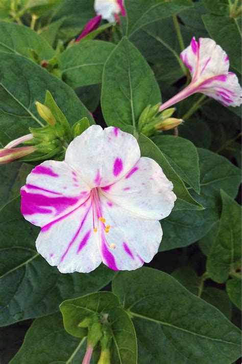 Every bloom is unique, with 4 colors vying for attention! Learn How to Grow Four O'Clocks | Gardener's Path