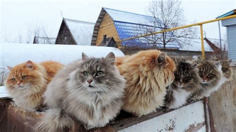 A change in diet or stress level. Welcome to Koshlandia, Siberia's Whimsical Land of Cats