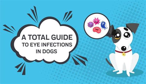 Eye Infection In Dogs Eye Infections Pet Parent Pet Owners Fur