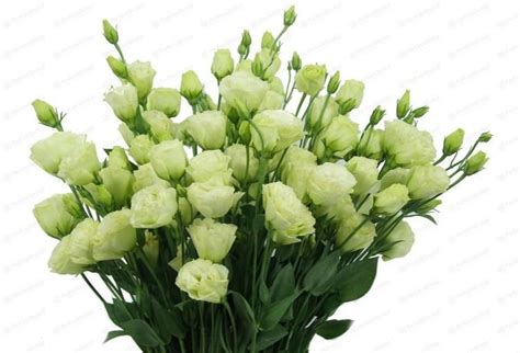 Eustoma Alchetron The Free Social Encyclopedia