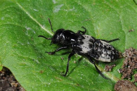 Hairy Rove Beetle Nps National Capital Region Beetle Species Guide