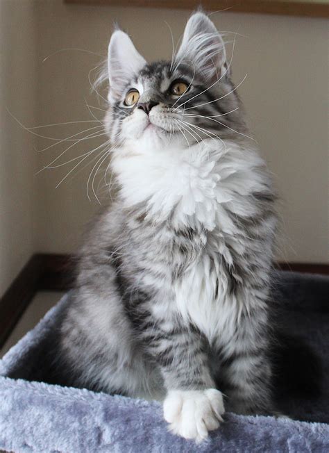 It's nothing for a male kitten to double in size (not weight) every month from 1 month to 8 months of age. Pin on Maine coon cat