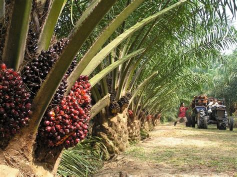 15 Perusahaan Kelapa Sawit Terbesar Di Indonesia Tahun 2019 The