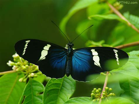 Beautiful Blue Butterflies Butterflies Wallpaper 32651788 Fanpop