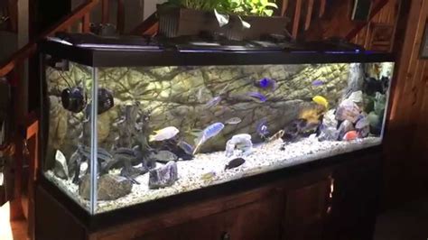125 Gallon African Cichlids All Male Malawi Show Tank Update Youtube