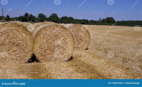 Harvested Big Round Bales Of Hay Stock Photo Image Of Large