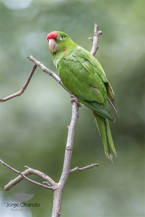 Crimson Fronted Parakeet Psittacara Finschi Perico Frentir Flickr