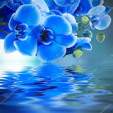 Blue Orchid Background With Reflection In Water — Stock Photo