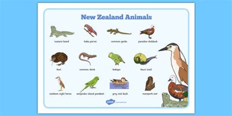 New Zealand Animals Word Mat Teacher Made