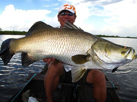 Barramundi Big Fishes Huge World Record Trophy Caught Records Largest