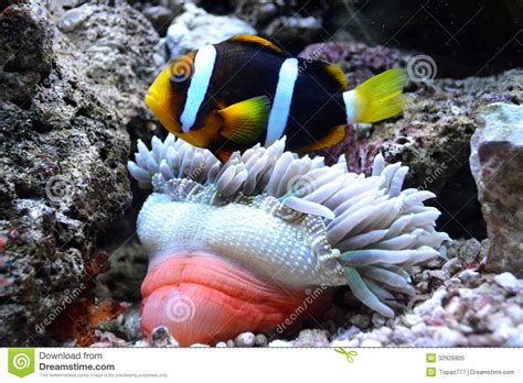 Nemo Fish And Sea Anemone Stock Image Image Of Egypt