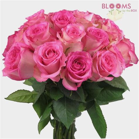 Rose Sweet Unique Soft Pink 40cm Wholesale Blooms By The Box