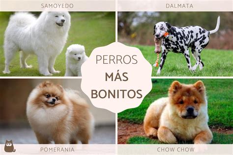 Las Mascotas Mas Lindas Del Mundo Las 10 Razas De Perro Mas Lindas Y