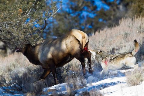 Our idaho wolf hunting guides offer wolf hunts as part of combination elk hunts. Wolf hunting down bull elk. | Hunting
