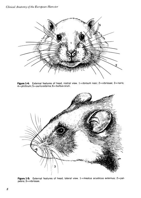 Clinical Anatomy Of The European Hamster Cricetus Cricetus L Page
