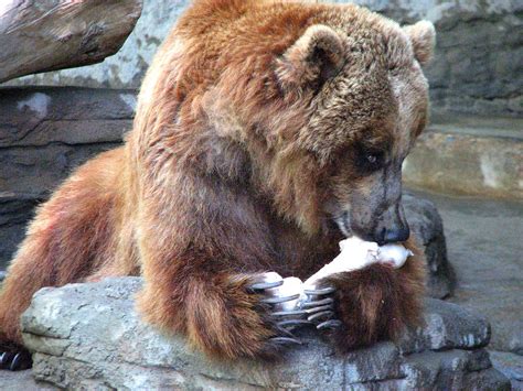Mine Tundra Female Grizzly Bear Denver Zoo Myangel 27 Flickr