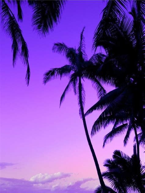 Pin By Zohair Khan On Palm Tree Pictures In 2020 Purple Sunset