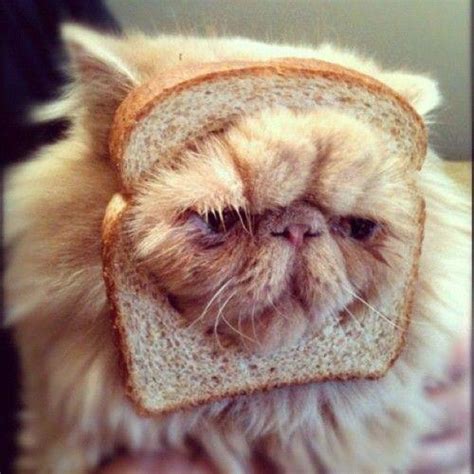 Bread Cat Image Abyss