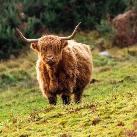Highland Cattle Have A Close And Fascinating Relationship With The