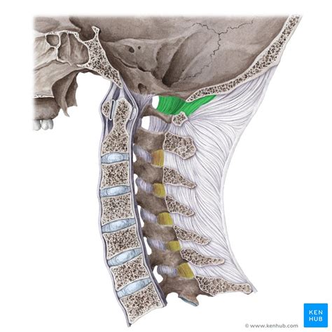 Coluna Cervical Anatomia Ossos Ligamentos Kenhub